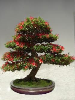 Bonsai - Rhododendron