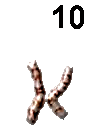 Chromosom 10