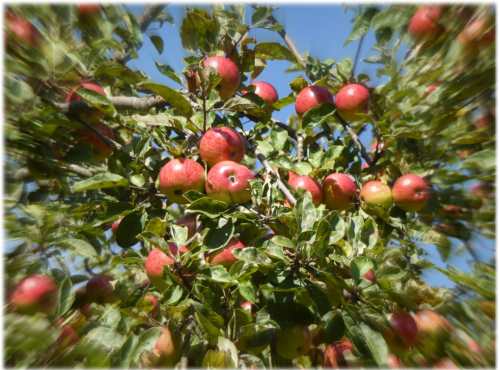 Äpfel am Baum an einem Oktobertag (Sorte Pinova)