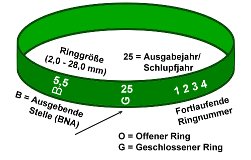 Artenschutzring (Muster)