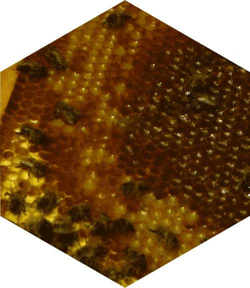 Bienenwabe