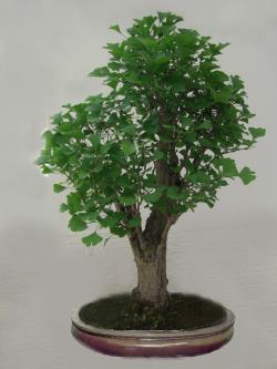 Bonsai - Ginkgo