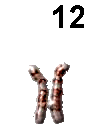 Chromosom 12