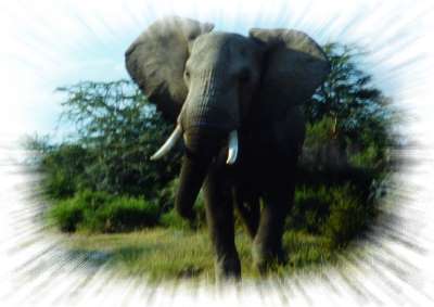 Afrikanischer Elefant (Kenia)