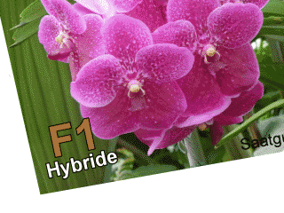 F1-Hybride (Saatgut)