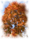 Bunt gefärbtes Herbstlaub