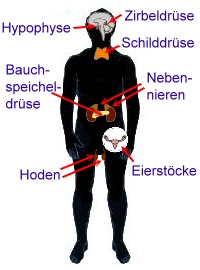 Hormone bildende Drüsen und Zellen