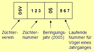 Muster - Beringung