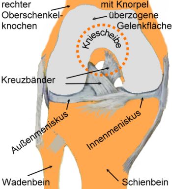 Aufbau rechtes Kniegelenk