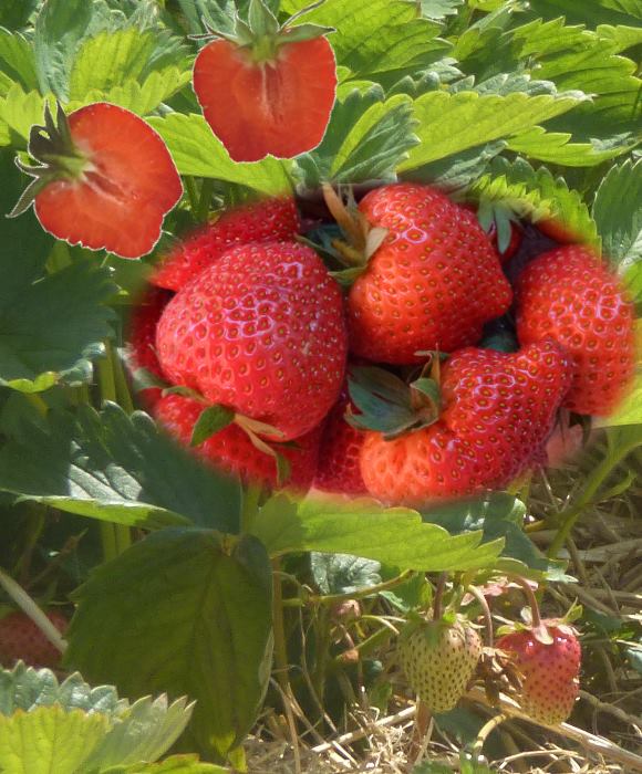 Königin der Beerenfrüchte - Erdbeere