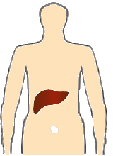 Sitz der Leber (rechter Oberbauch)