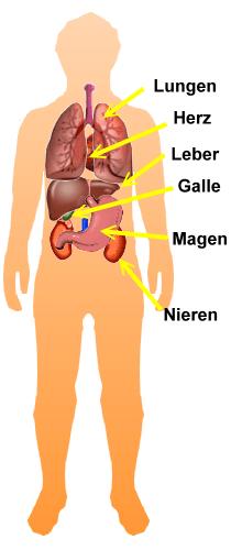 Mensch mit Organen