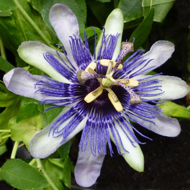 Passionsblume (Passiflora)