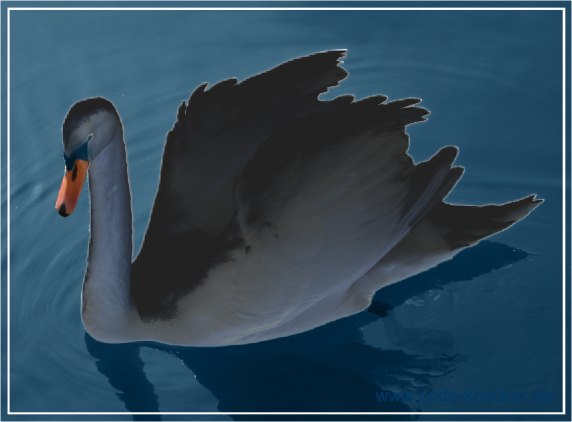 Schwarzer Schwan