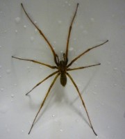 Spinne