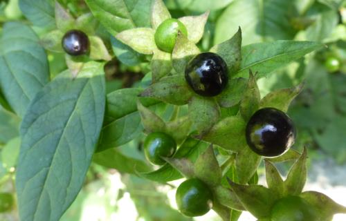 Tollkirsche (Atropa belladonna)