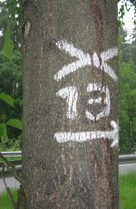 Wanderwegmarkierung an einem Baum