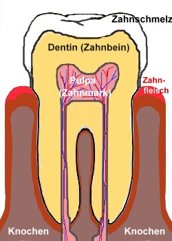 Zahnaufbau