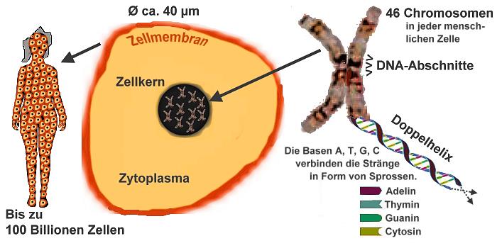 Menschliche Zelle